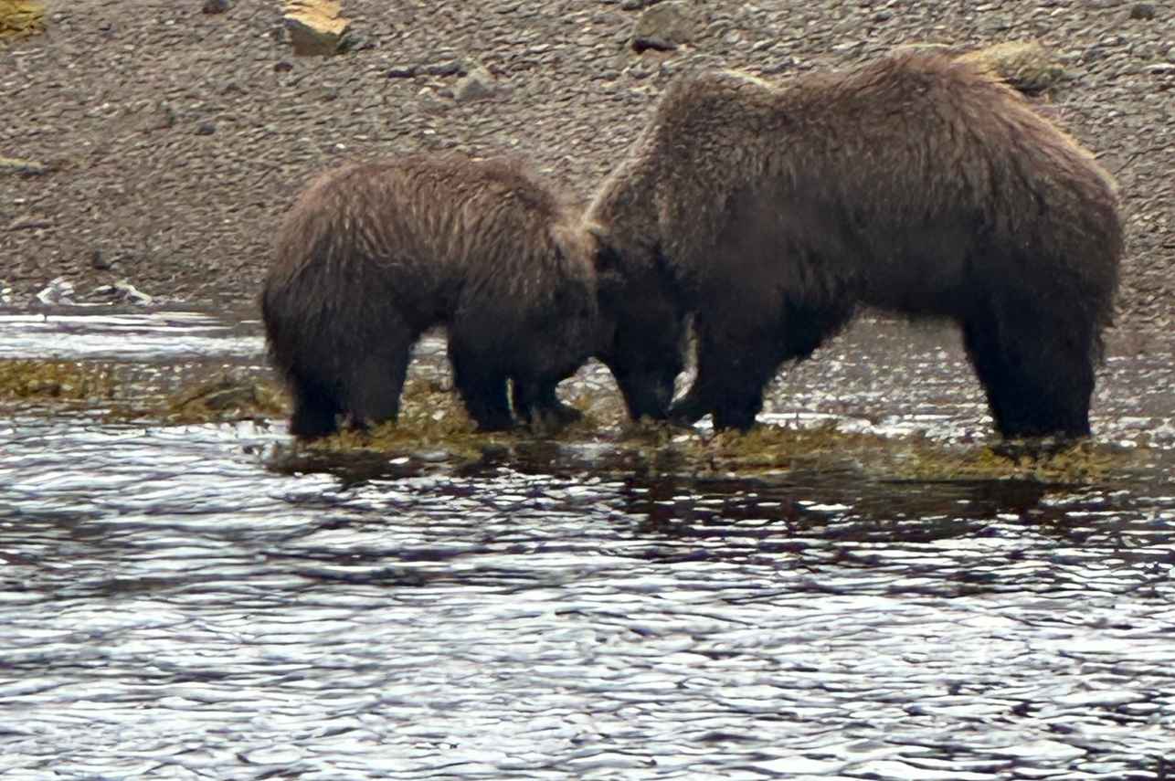 #wildlife - Northern Dream