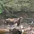 #wildlife - Northern Dream