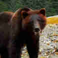 #wildlife - Northern Dream