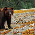 #wildlife - Northern Dream