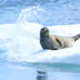 #wildlife - Northern Dream