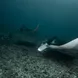 Manta Rays in Komodo