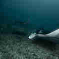 Manta Rays in Komodo