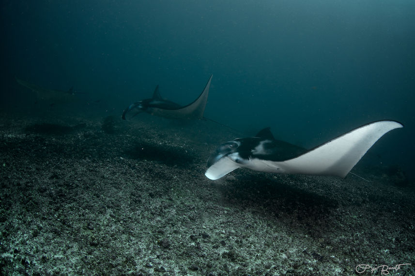 Manta Rays in Komodo