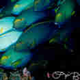 Surgeon Fish