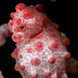 Pygmy Seahorse - Komodo National Park