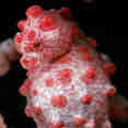 Pygmy Seahorse - Komodo National Park