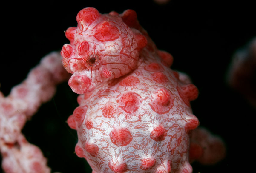 Pygmy Seahorse - Komodo National Park