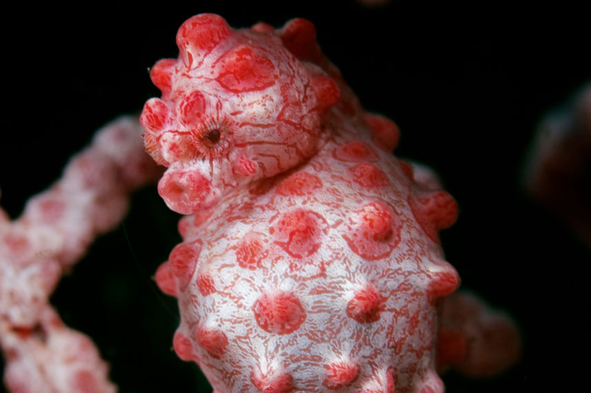 Pygmy Seahorse - Komodo National Park