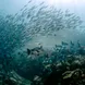 Schooling fish in Komodo