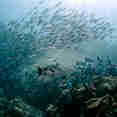 Schooling fish in Komodo