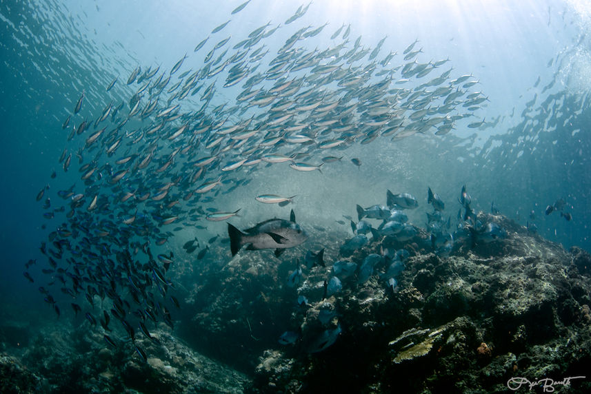 Schooling fish in Komodo