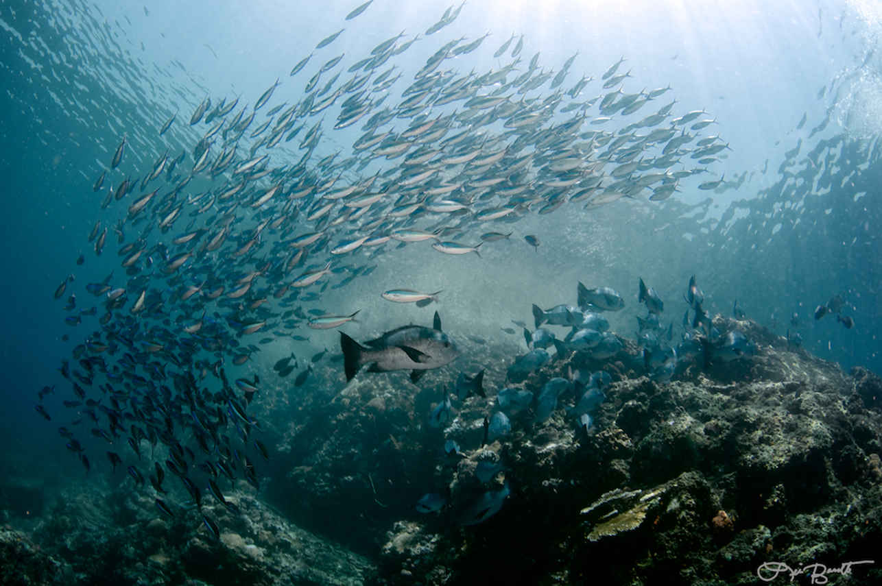 Schooling fish in Komodo