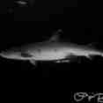 White Tip Reef Shark