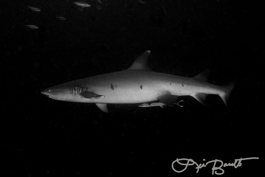 White Tip Reef Shark