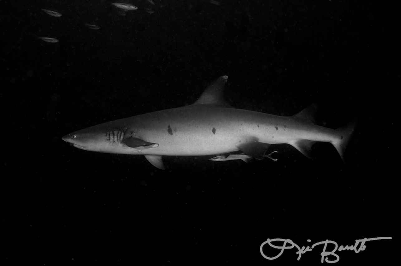 White Tip Reef Shark
