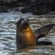 Leones de mar  - Endemic