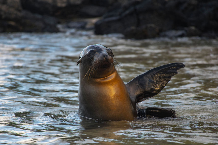 Lions de mer  - Endemic