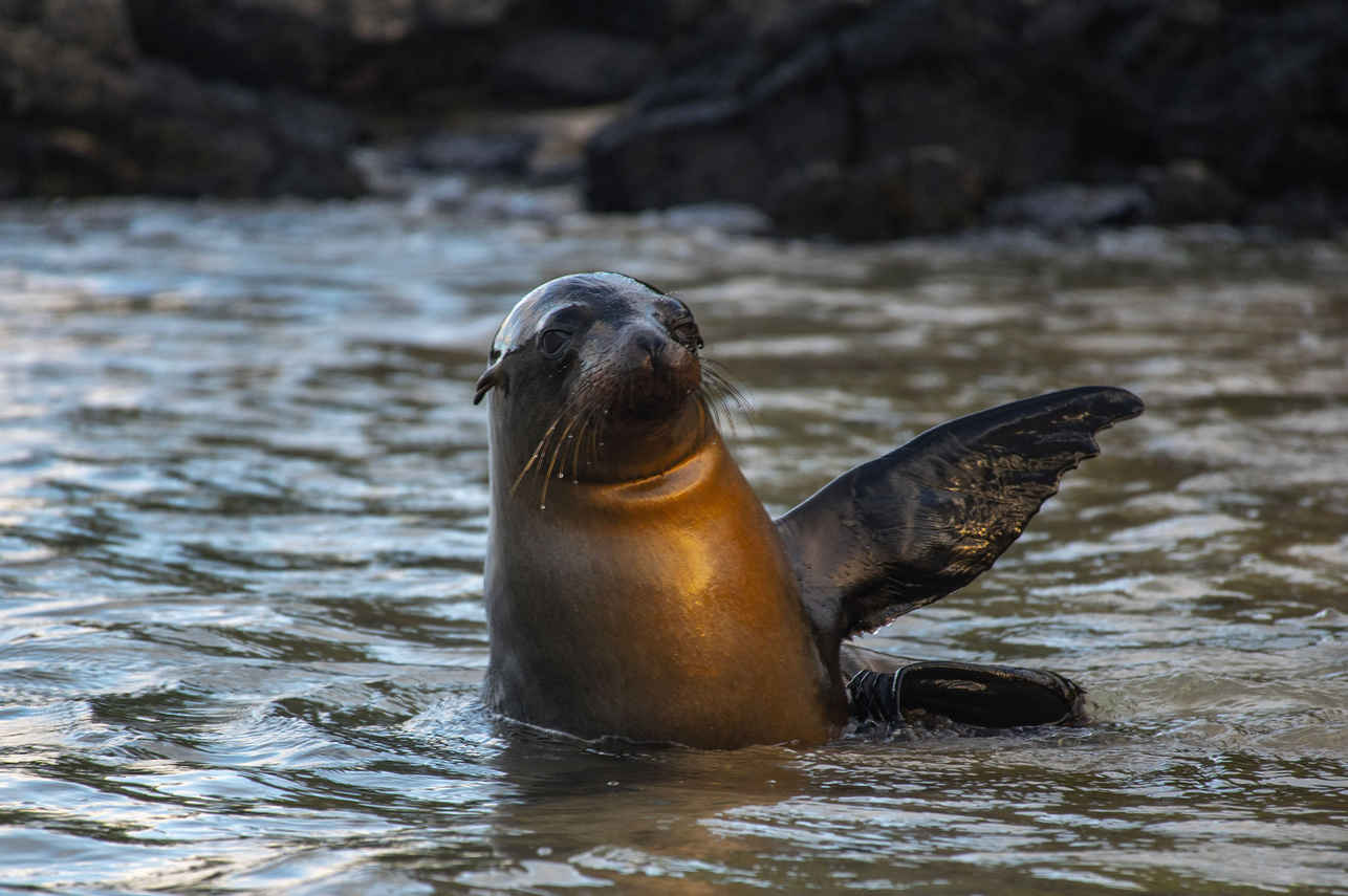 Sealions - Endemic