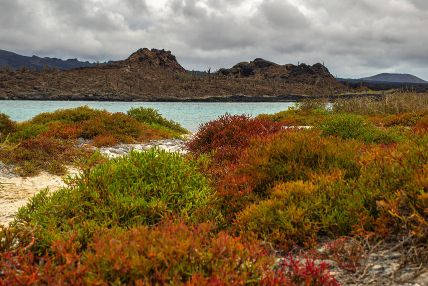 Esplorazione dell'isola - Endemic