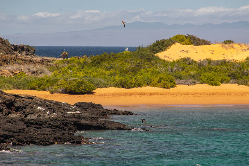 Explorations d'Iles - Endemic