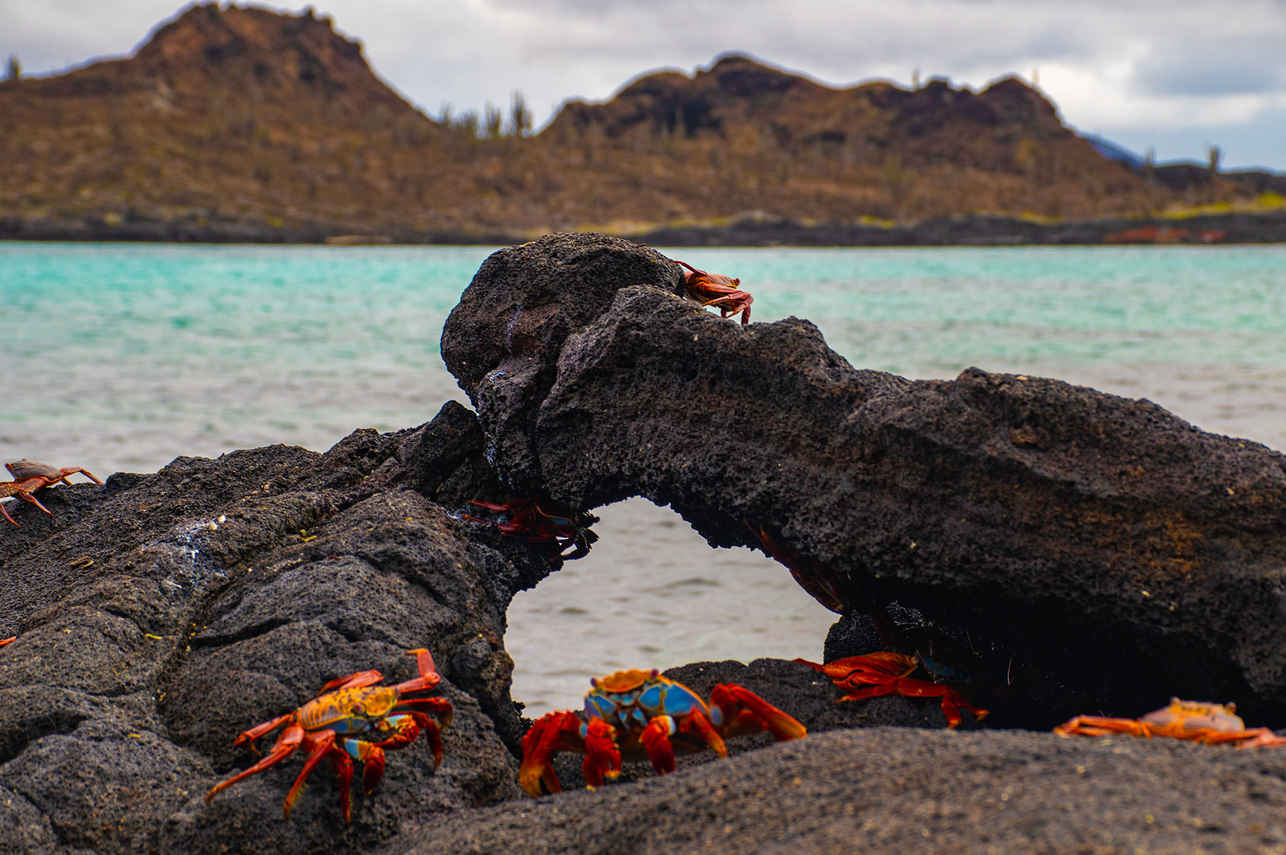 Crabs