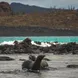 Lions de mer  - Endemic