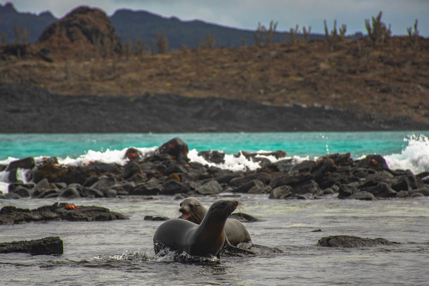 Lions de mer  - Endemic