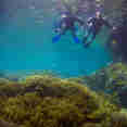 Diving