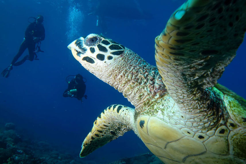 Tortue Géante  - Wisesa