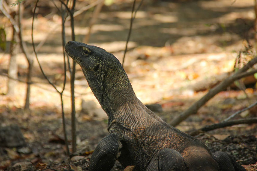 Dragão de Komodo - Wisesa