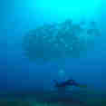 Diving