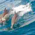 Marine Life - Camic