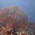 Coral Reef - Camic