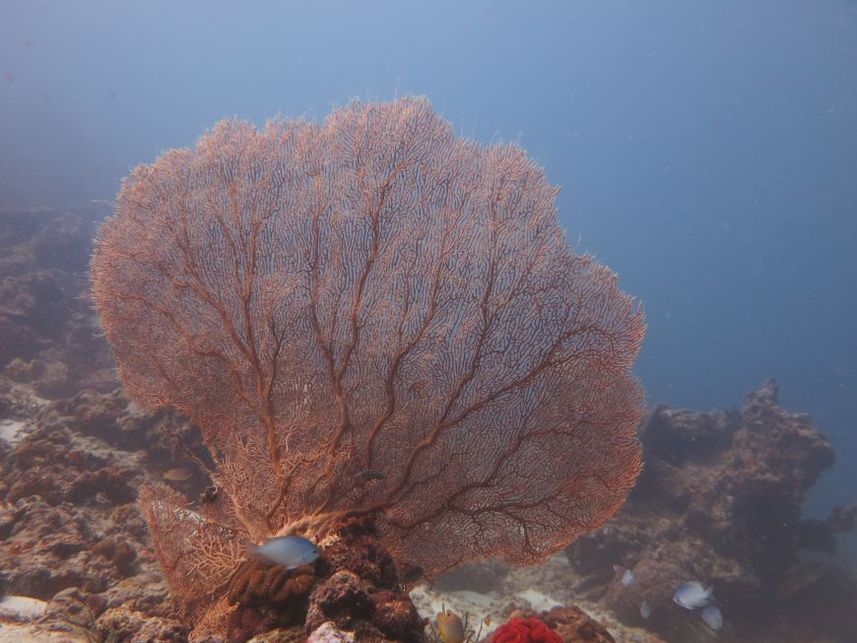 Barriera Corallina - Camic