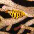 Marine Life - Camic