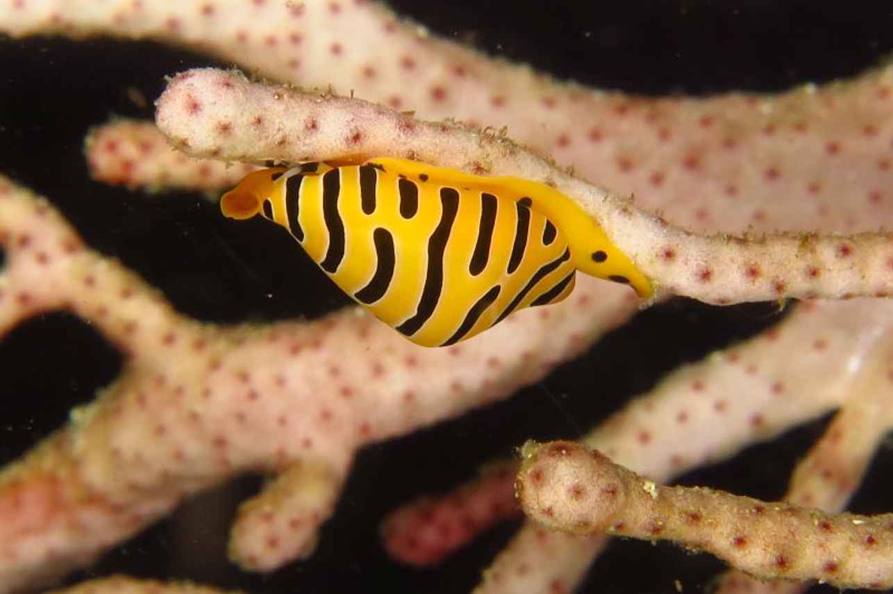 海洋生物 - Camic