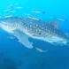 Whale Shark - Camic