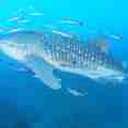 Whale Shark - Camic