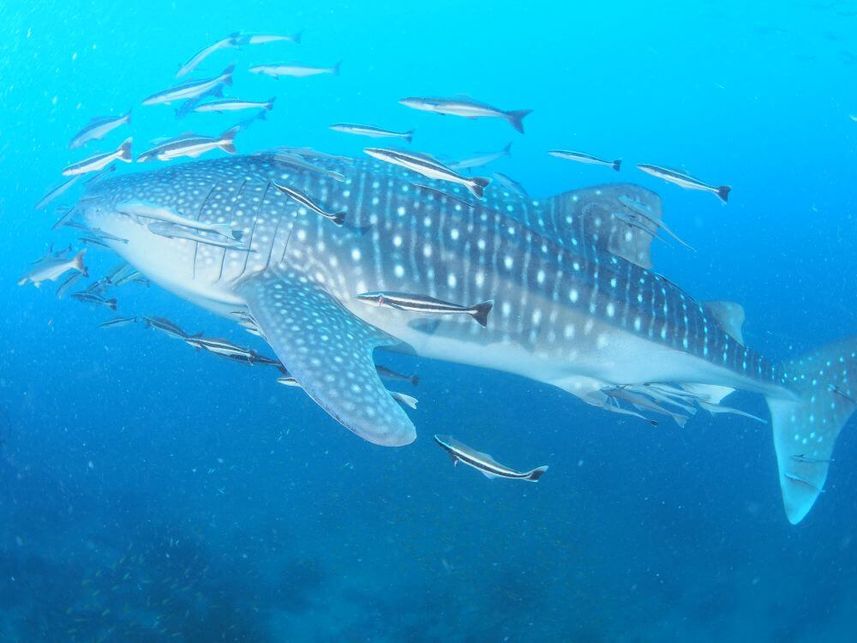 Whale Shark - Camic