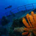 #diving