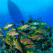 Marine Life - Cayman Aggressor V