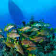 Marine Life - Cayman Aggressor V