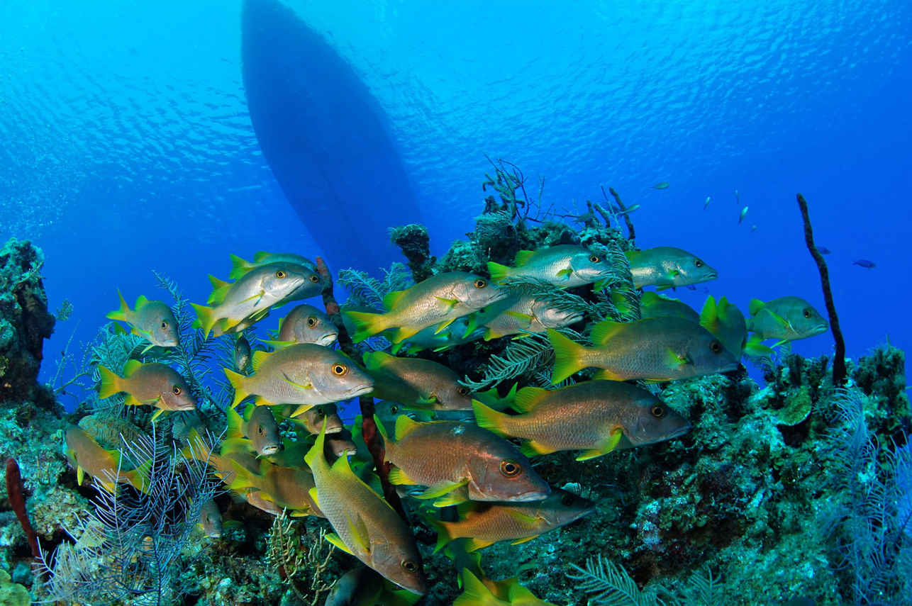 Onderwaterleven - Cayman Aggressor V