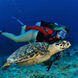 Diving with turtle
