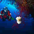 Diving