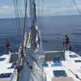 Prendisole - Flying Dolphin 3