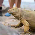 Komodo Dragon