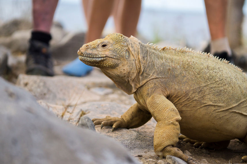 Komodo Dragon