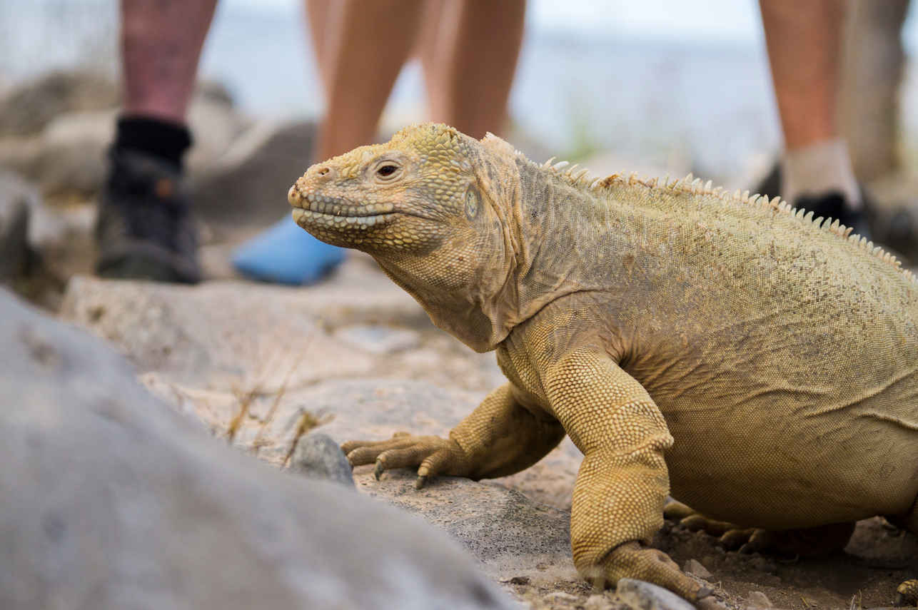 Komodo Dragon